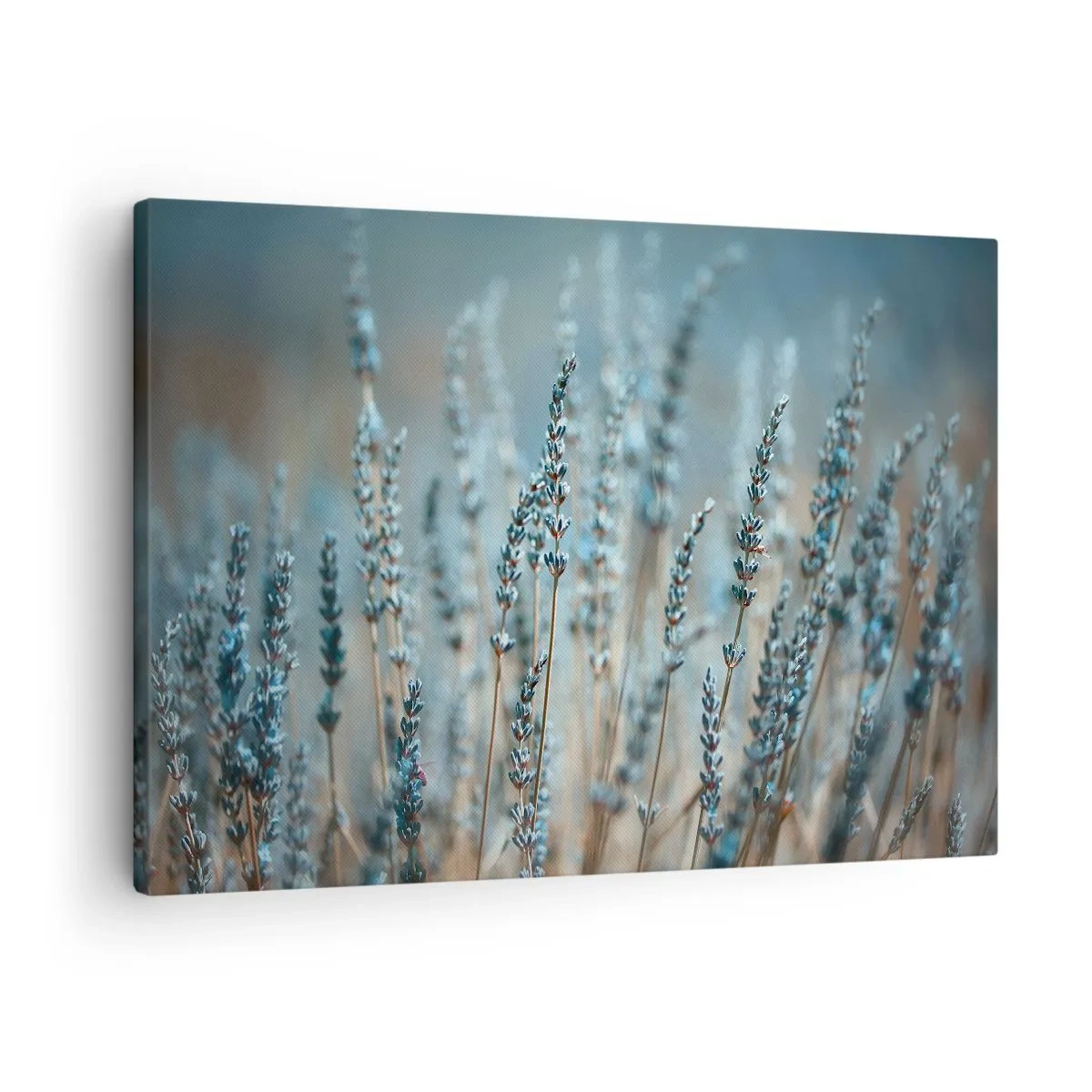 Vászonkép - Levendula a mezőn finom pasztellszínekben - 70x50cm - Illatos szálak - Modern fali dekoráció nappalihoz és hálószobához ARTTOR