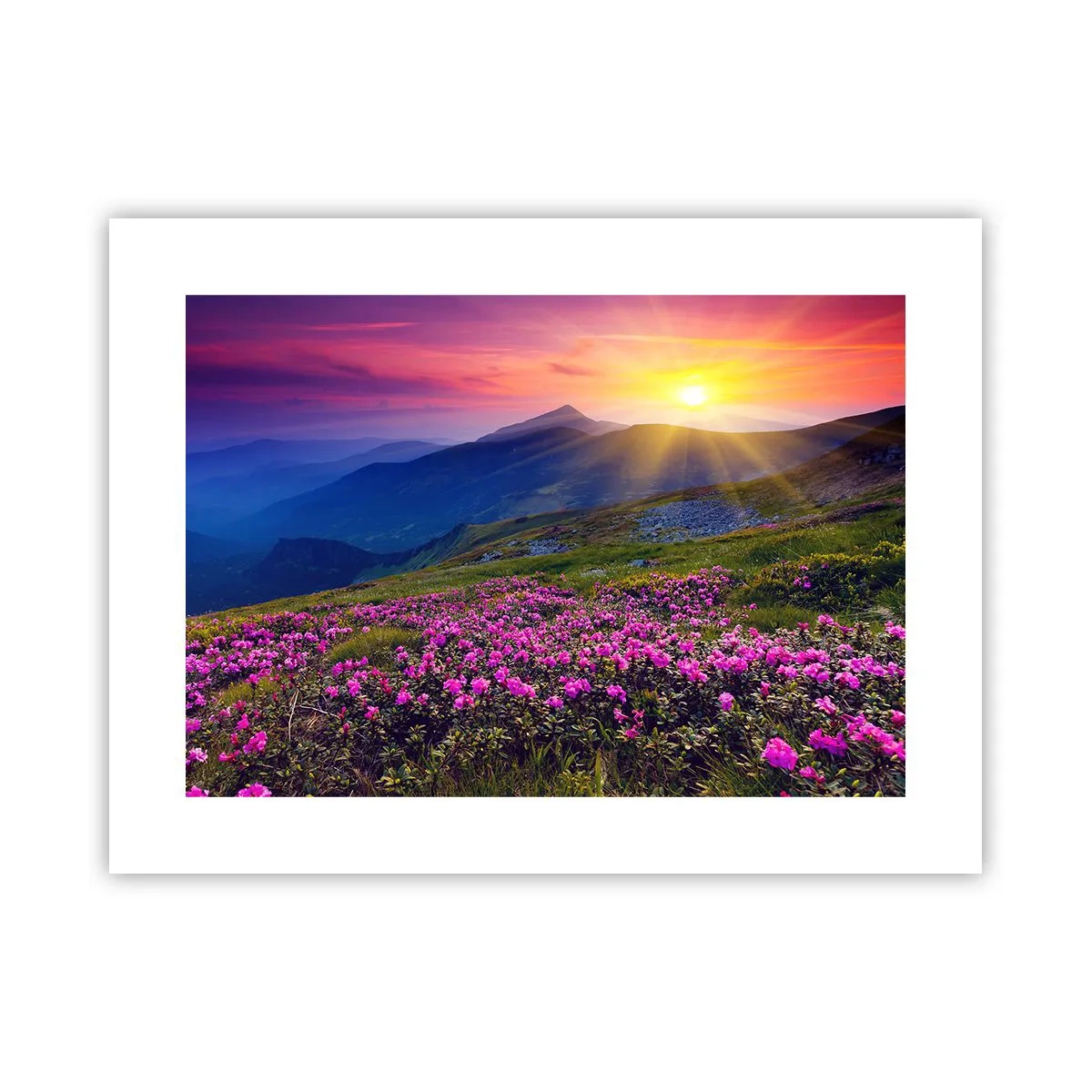 Poszter - … És körülötte hegyi fenyő és gyógynövények illata - 40x30 cm