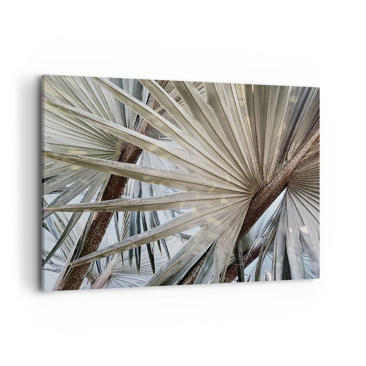 Vászonkép - Legyező a trópusokon - 120x80 cm