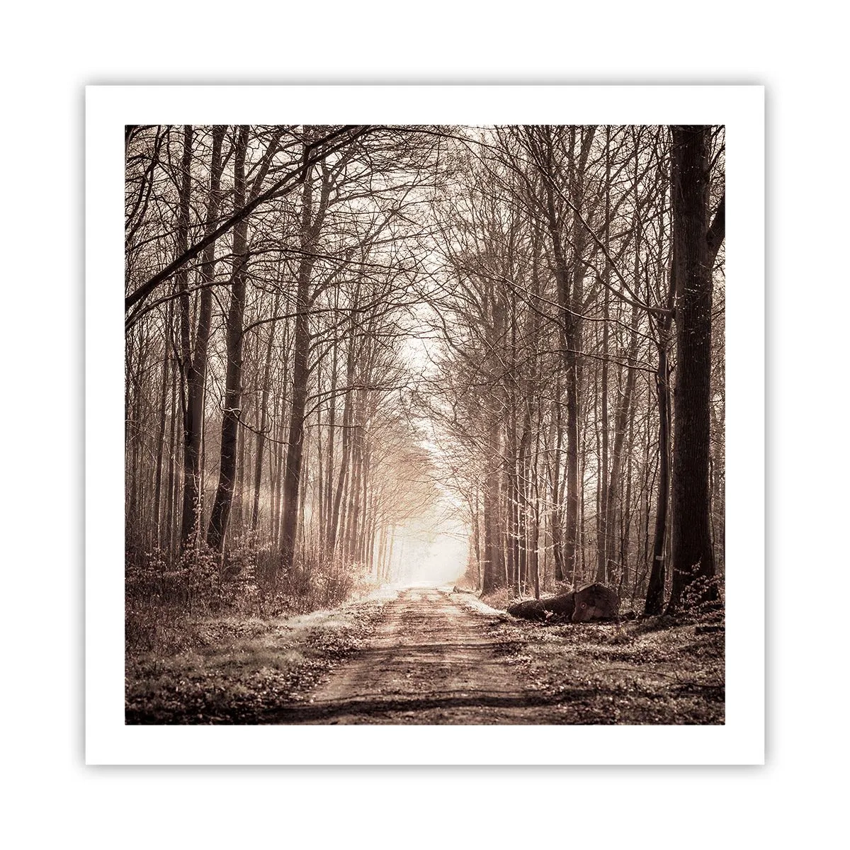 Poszter - Erdei katedrális - 60x60 cm