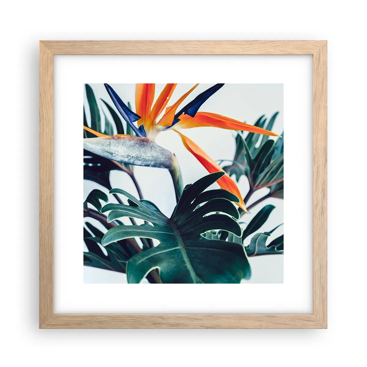 Poszter világos tölgy keretben - Madárkalitka - 30x30 cm