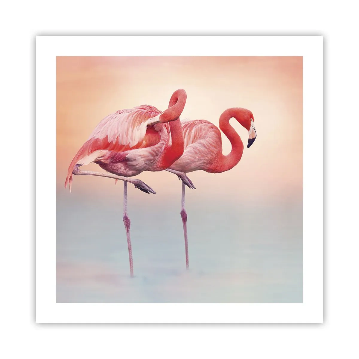 Poszter - A lenyugvó nap színe - 50x50 cm