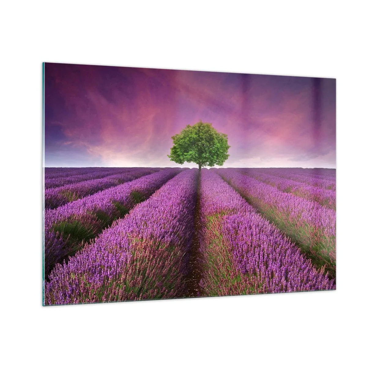 Üveg kép - Levendulaföldeken - 100x70 cm