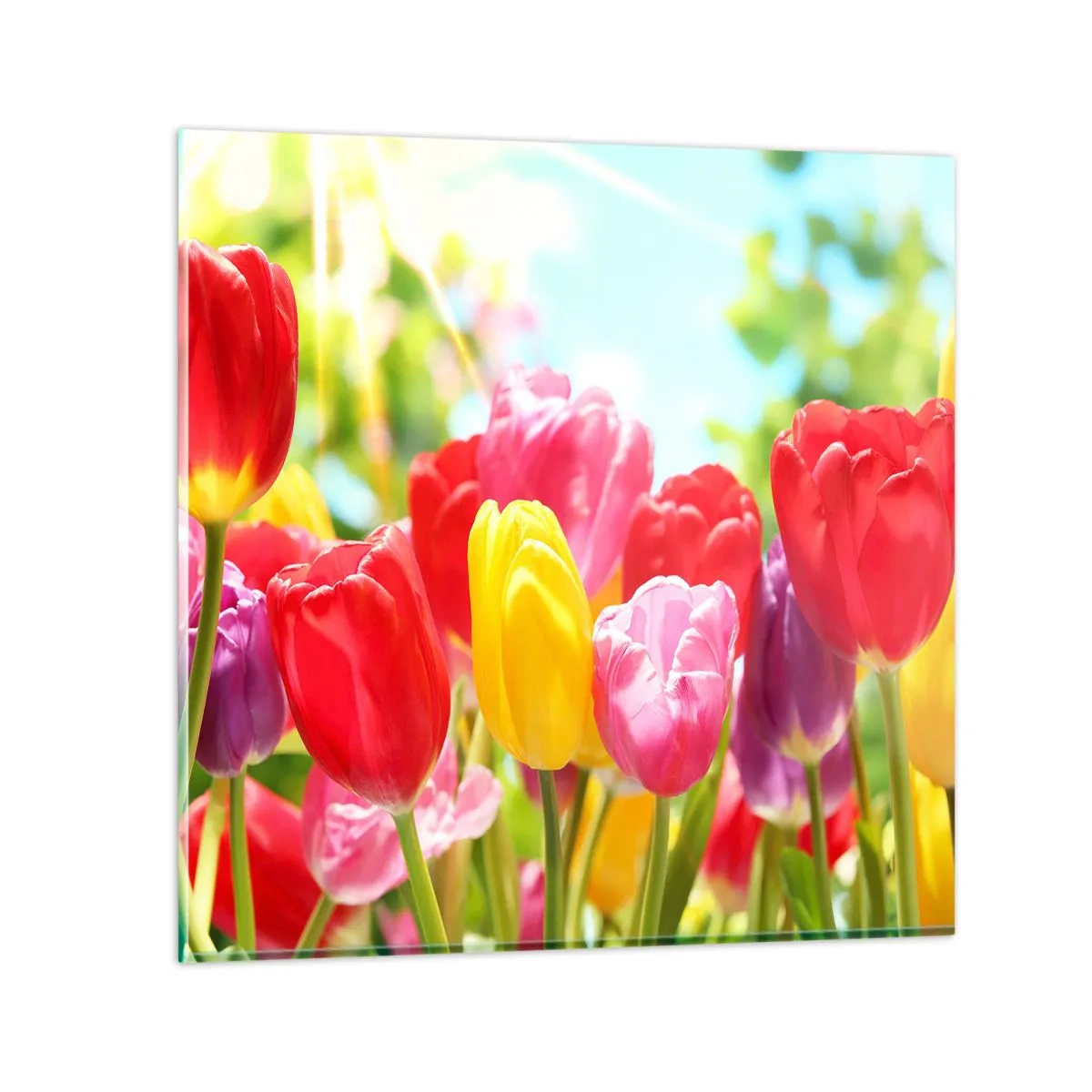 Üveg kép - Mi vagyunk, a május színei! - 50x50 cm