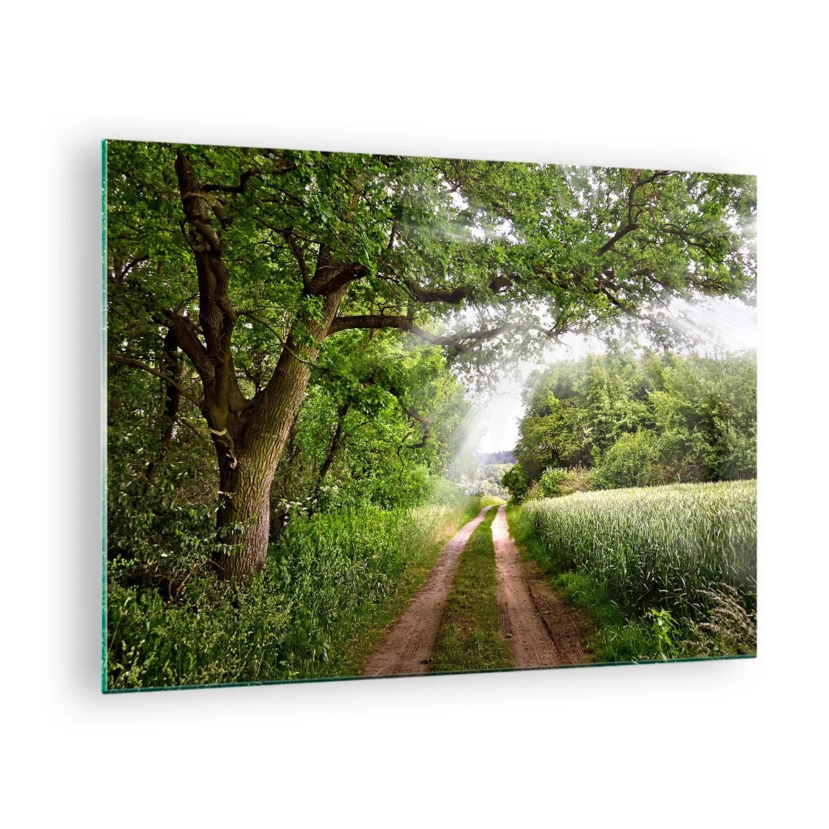 Üveg kép - Egy erdei út, zöld növényzettel körülvéve a nap sugaraiban - 70x50cm - Et in Arcadia ego - Modern fali dekoráció nappalihoz és hálószobához ARTTOR