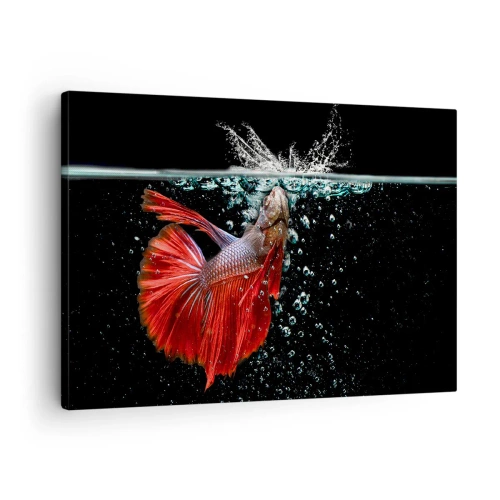Vászonkép - Egy csodálatos betta a vízben, sötét háttér előtt - 70x50cm - Három kívánságod van - Modern fali dekoráció nappalihoz és hálószobához ARTTOR