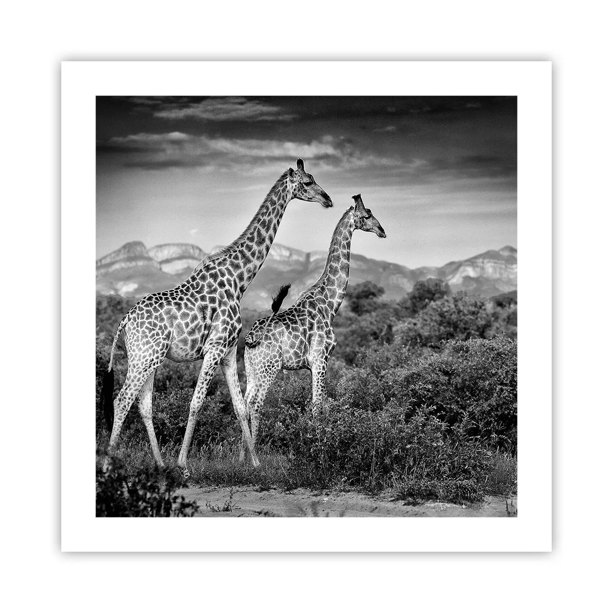 Poszter - Magas rangok Afrikában - 50x50 cm