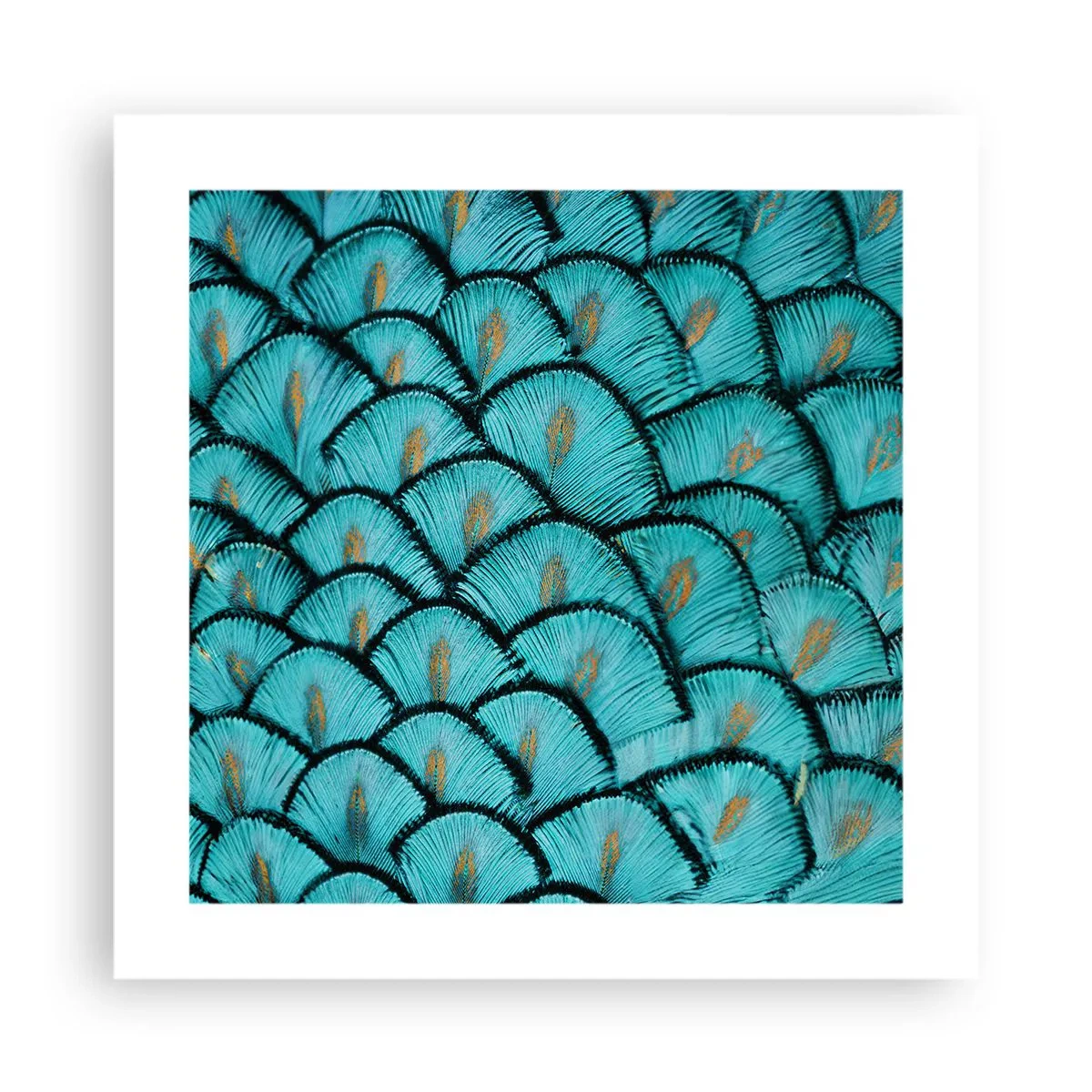 Poszter - A tollak nagy gálája - 40x40 cm