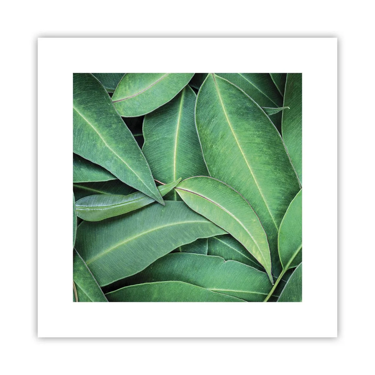 Poszter - Lédús és friss - 30x30 cm