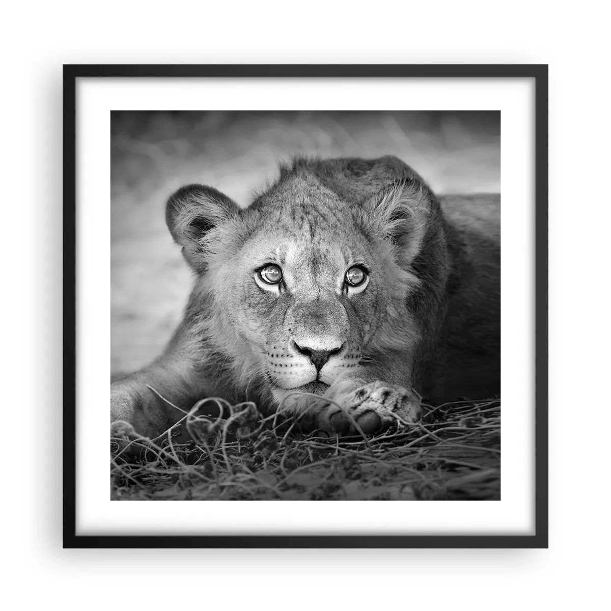 Poszter fehér keretben - Királyi kölyök - 50x50 cm