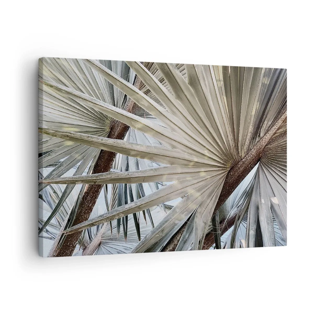 Vászonkép - Pálmalevelek közeli képe természetes zöld árnyalatokban - 70x50cm - Legyező a trópusokon - Modern fali dekoráció nappalihoz és hálószobához ARTTOR