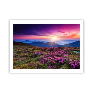 Poszter - A gyógynövények friss fürtjei illatoztak a mezőkről - 70x50 cm