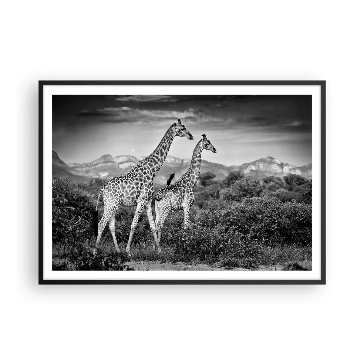 Poszter fehér keretben - Magas rangok Afrikában - 100x70 cm