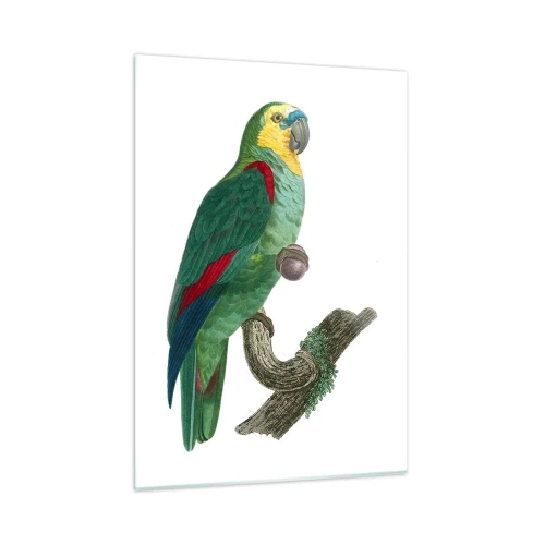 Üveg kép - Papagáj portré - 50x70 cm
