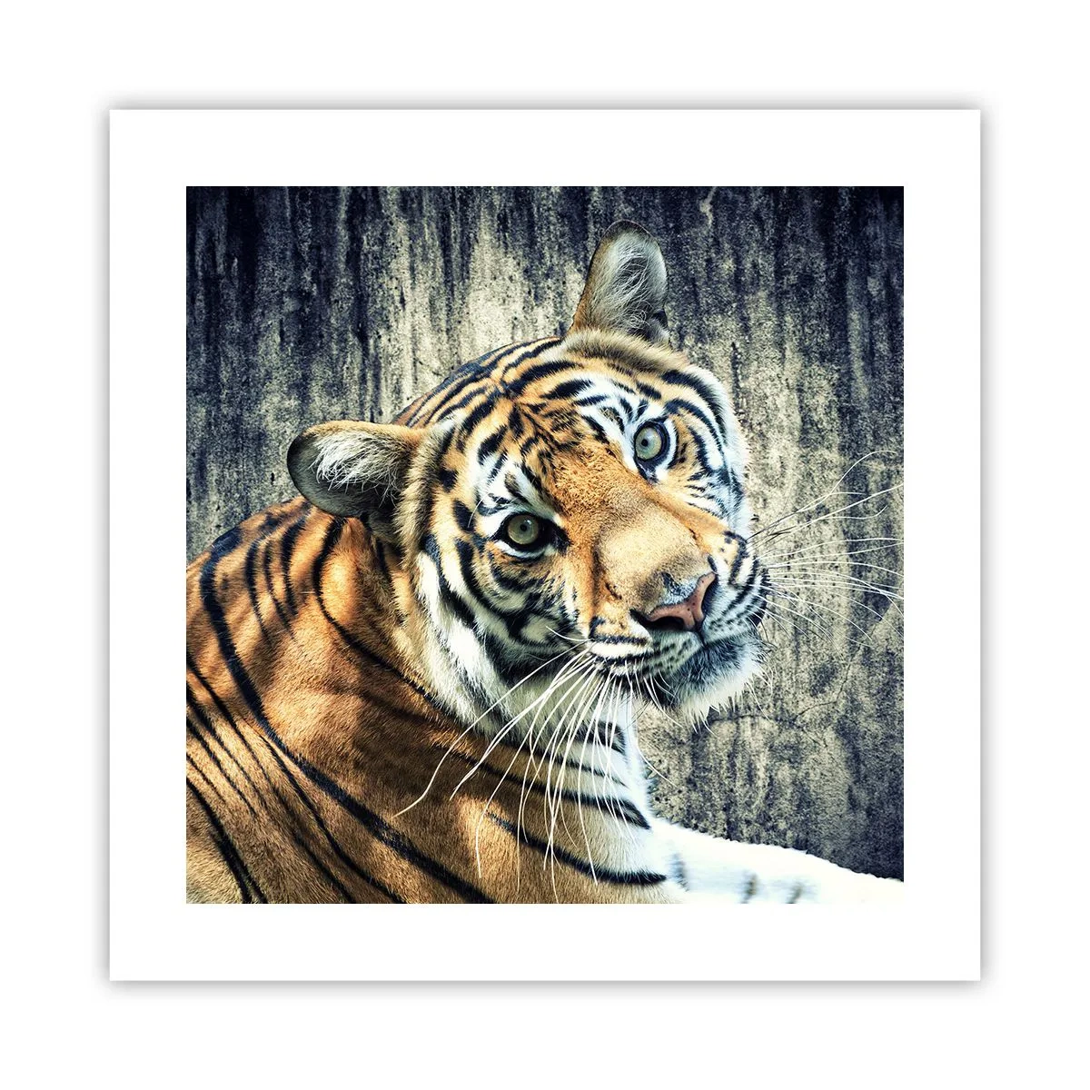 Poszter - Portré a fénysugárban - 40x40 cm