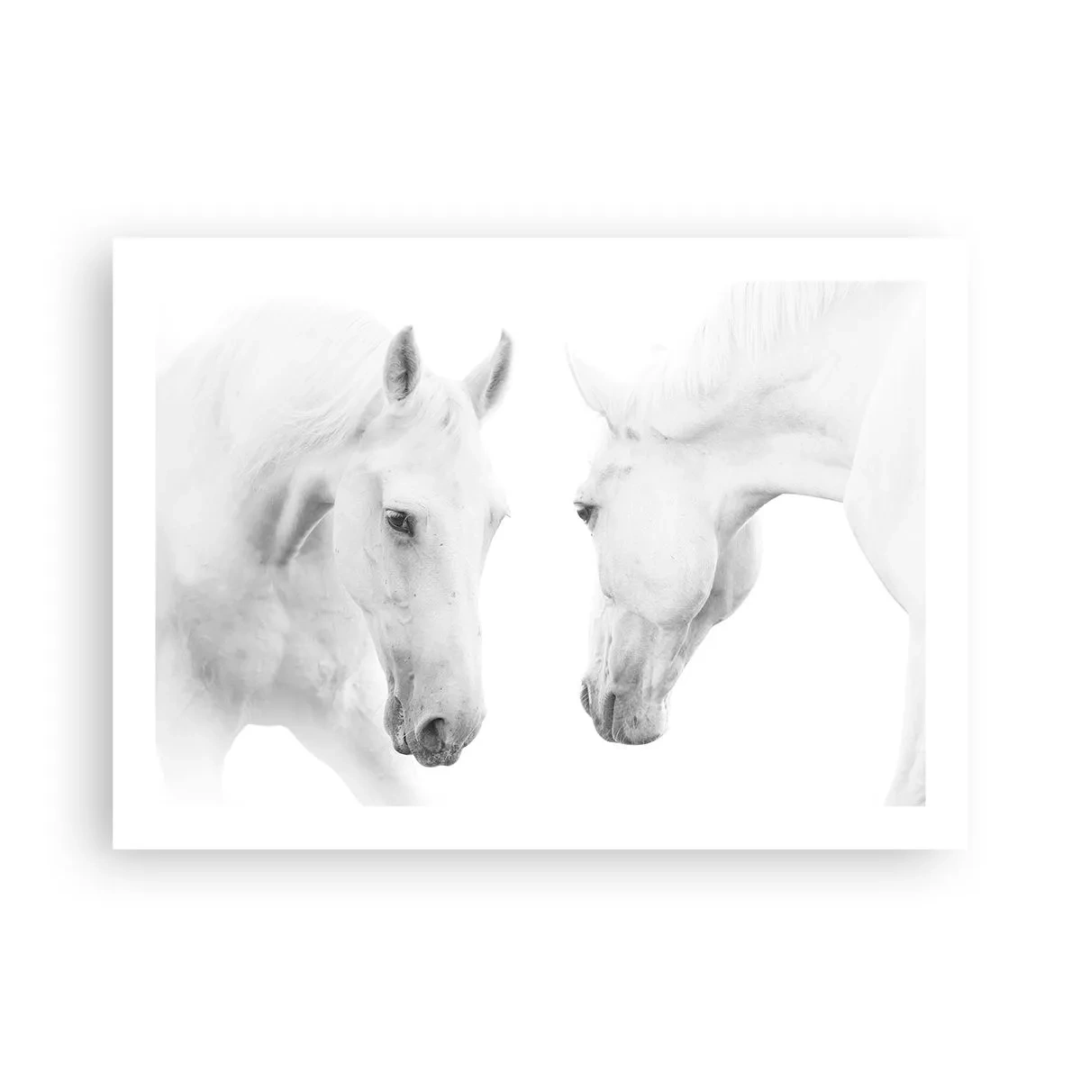 Poszter - Ez a barátság...? - 70x50 cm