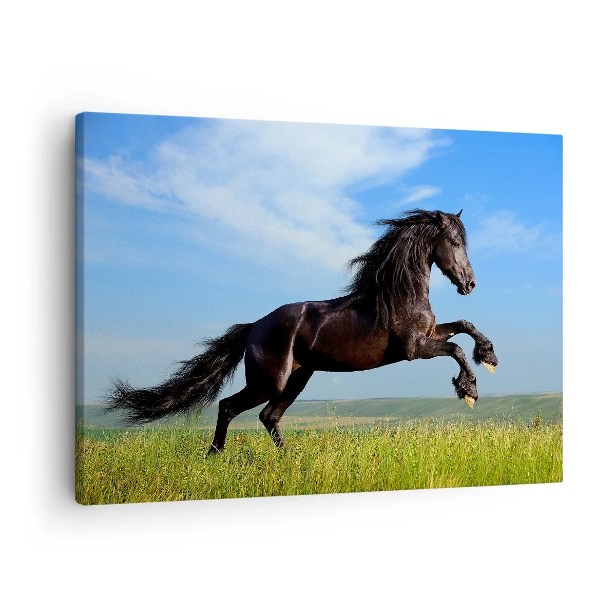 Vászonkép - Egy fekete ló fut a kék ég és a zöld rét ellen - 70x50cm - A szabadság izgalmas kiáltványa - Modern fali dekoráció nappalihoz és hálószobához ARTTOR