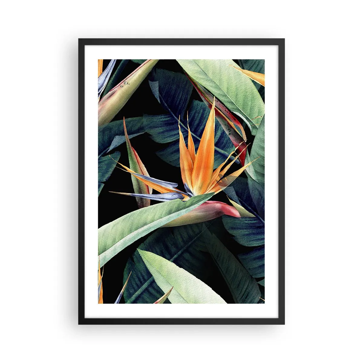 Poszter fehér keretben - Egzotikus strelitzia virág sötét háttér előtt - 50x70cm - A trópusok lángoló virágai - Modern fali dekoráció nappalihoz és hálószobához ARTTOR