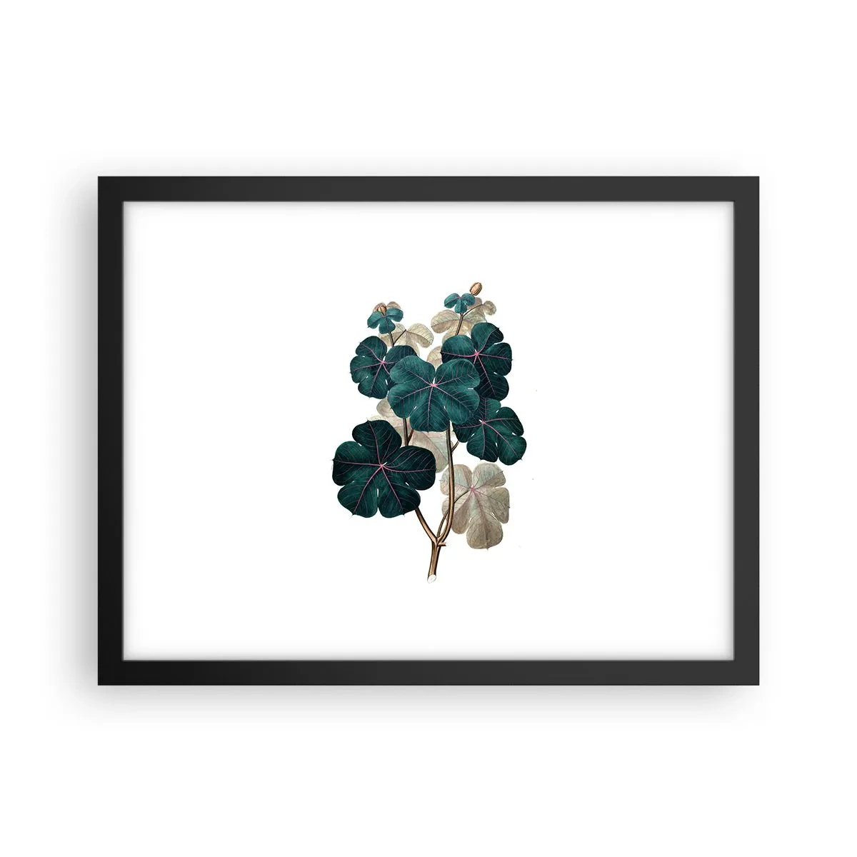 Poszter fehér keretben - Egy régi herbáriumból - 40x30 cm