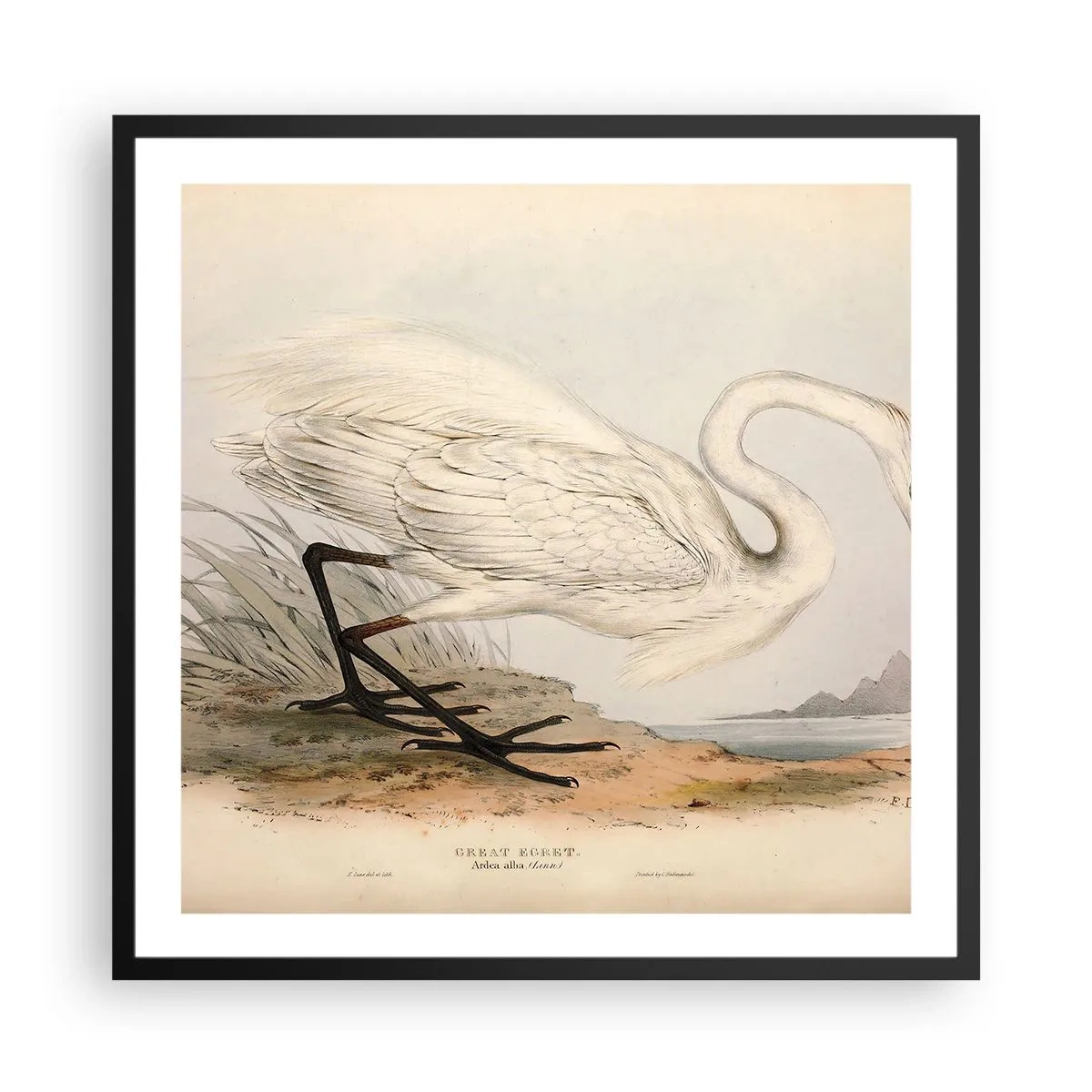 Poszter fehér keretben - Hölgy a nádasban - 60x60 cm