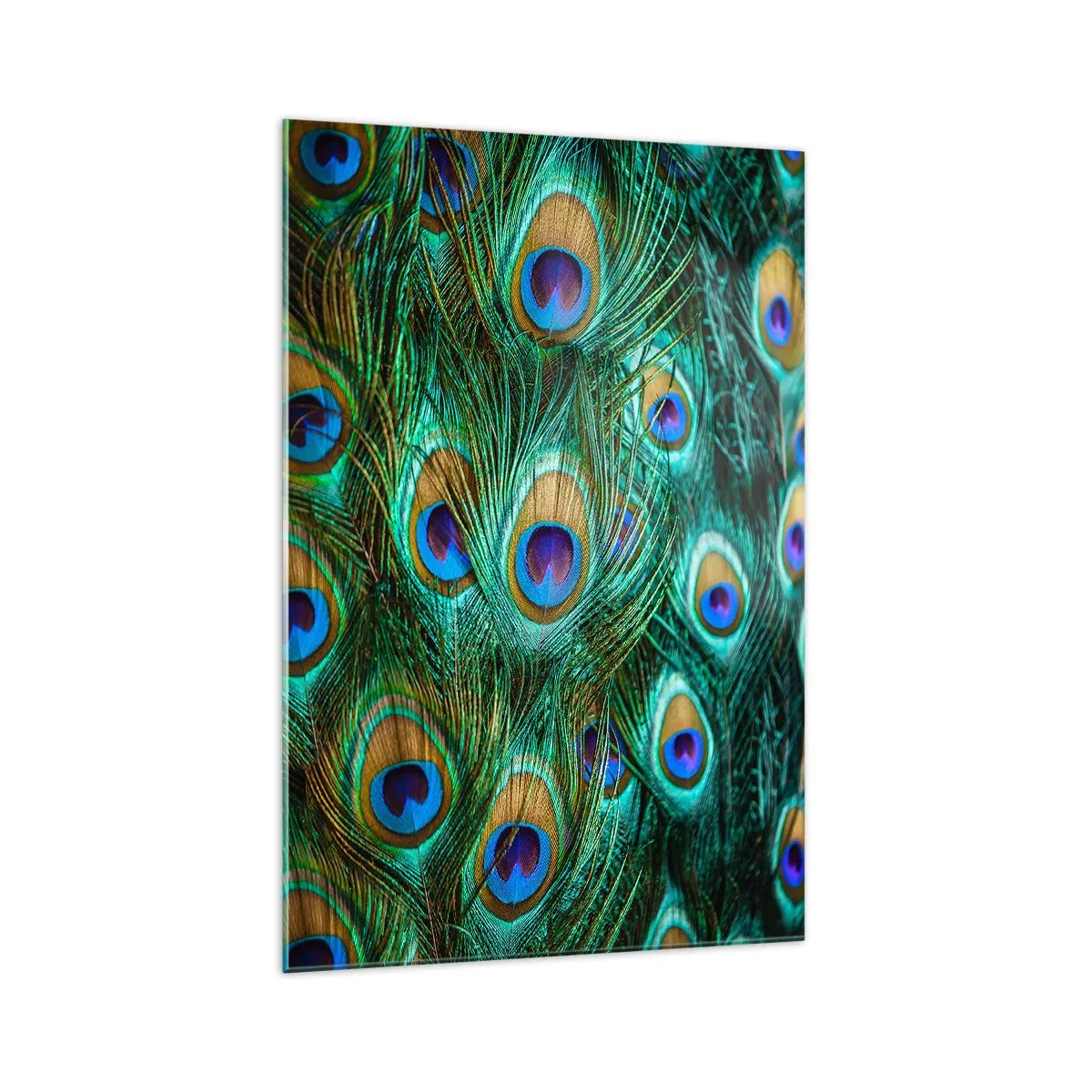 Üveg kép - Pávaszemű pillantás - 70x100 cm