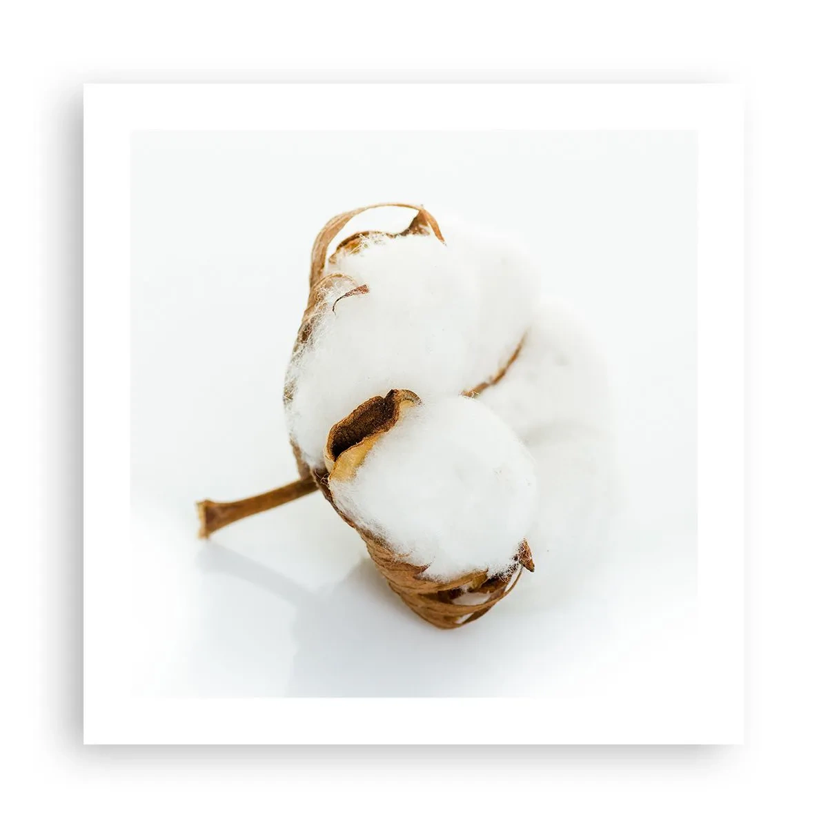 Poszter - Lágy természetű - 50x50 cm