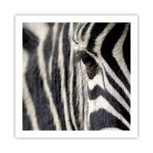 Poszter - Csíkos portré - 60x60 cm