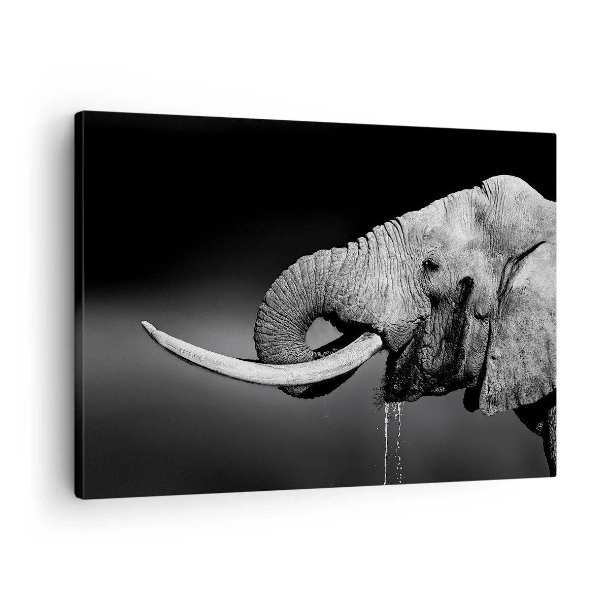 Vászonkép - Fekete-fehér portré egy elefántról profilban - 70x50cm - Igen, most jó - Modern fali dekoráció nappalihoz és hálószobához ARTTOR