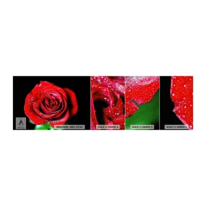 Fotótapéta Minta Premium Canvas - Ez szerelem - Virágok, Vörös rózsa, Rózsaszirmok - 100x30 cm