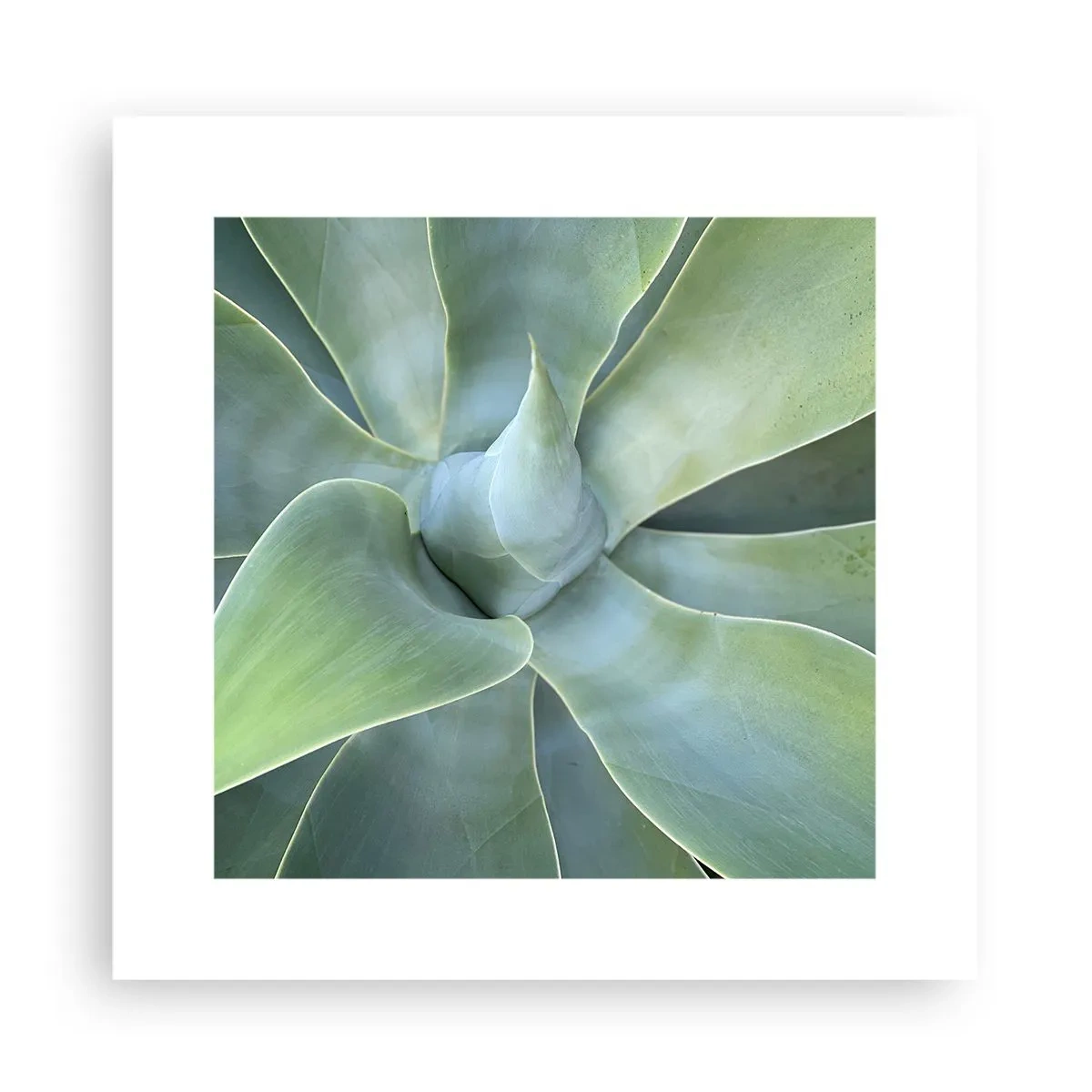 Poszter - A zöld születése - 30x30 cm