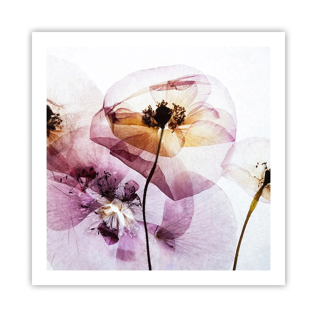 Poszter - Átlátszó virág test - 60x60 cm