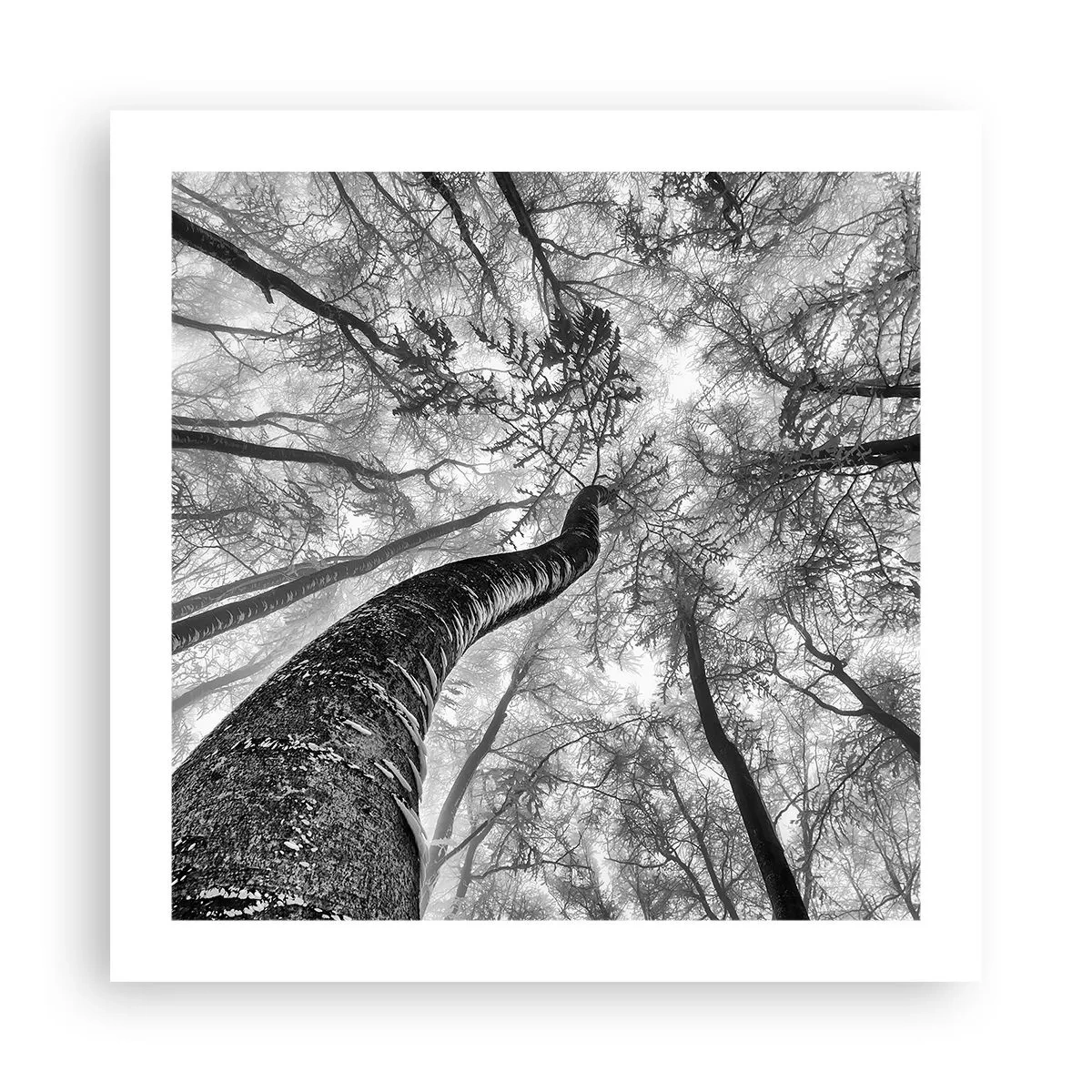 Poszter - Verseny a fény felé - 50x50 cm