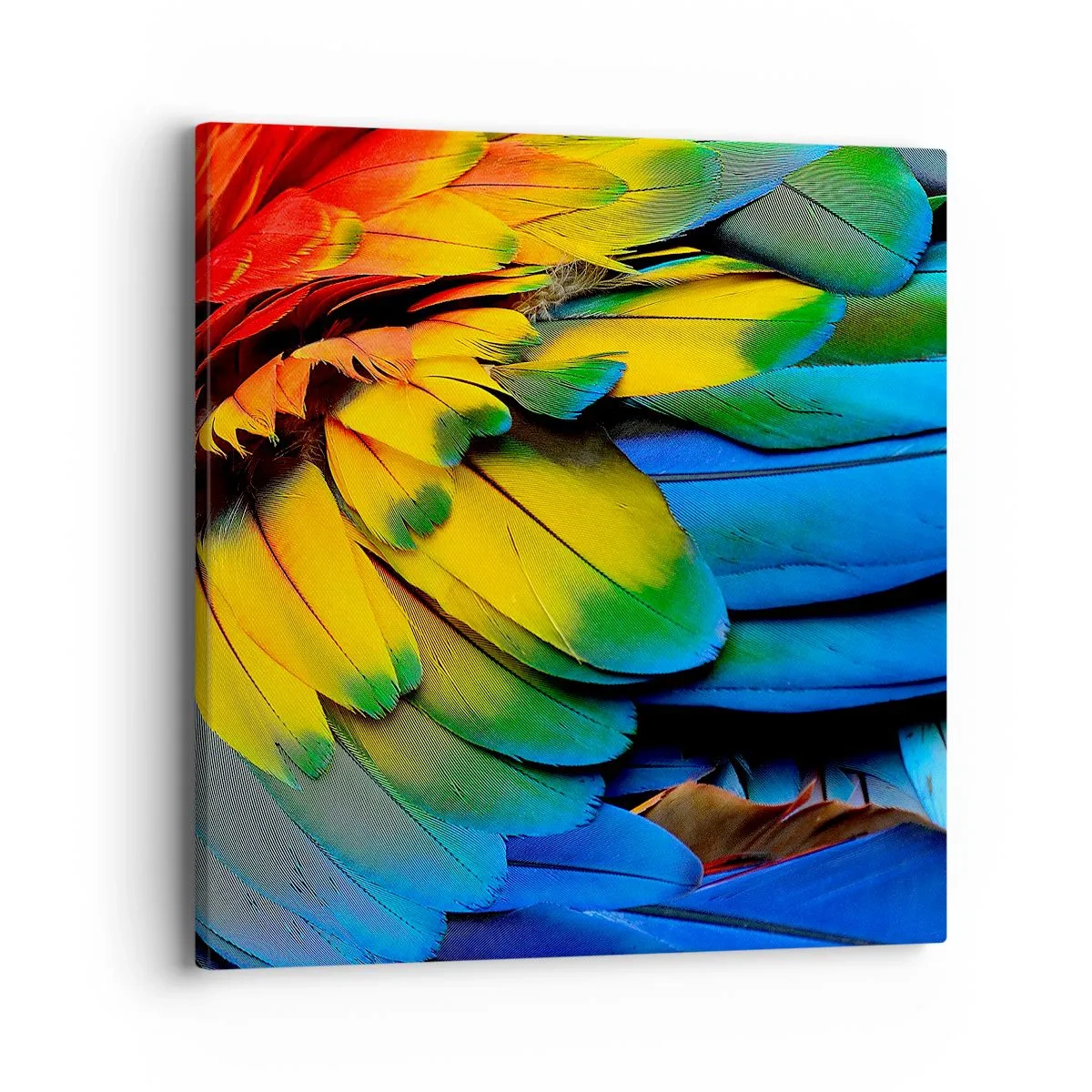 Vászonkép - Paradicsom madár - 40x40 cm