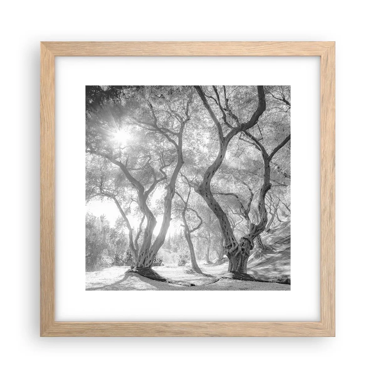 Poszter világos tölgy keretben - Egy olajfaligetben - 30x30 cm
