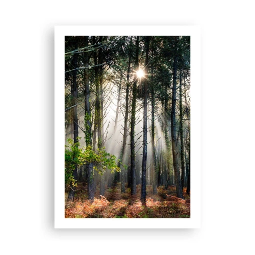 Poszter - Az erdő szépsége - 50x70 cm