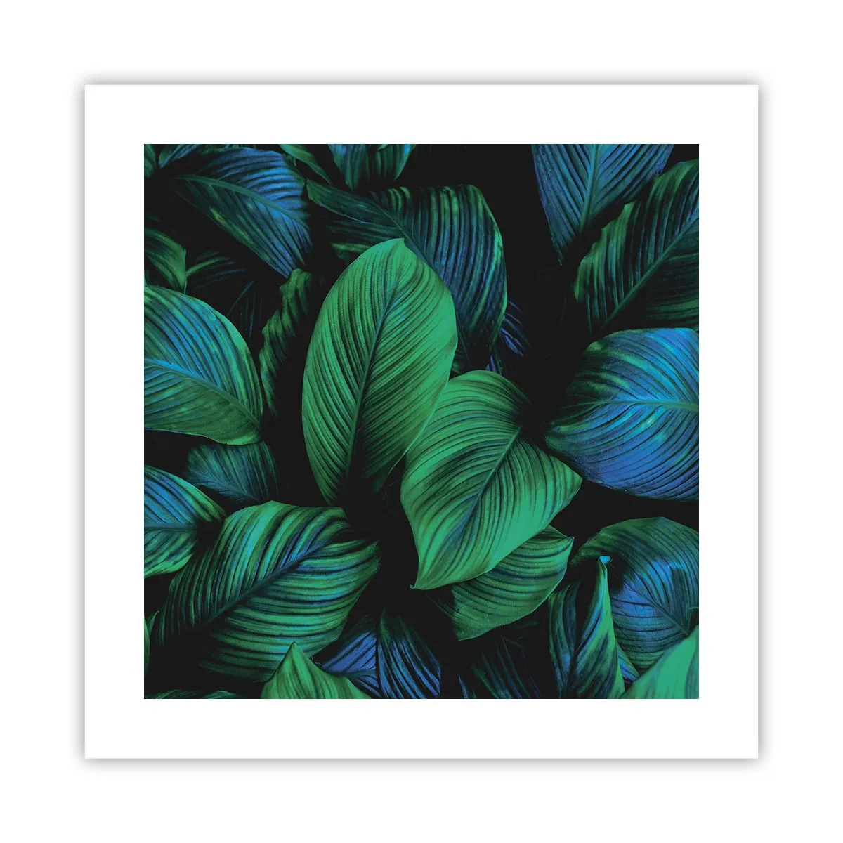 Poszter - A zöld tömegben - 40x40 cm