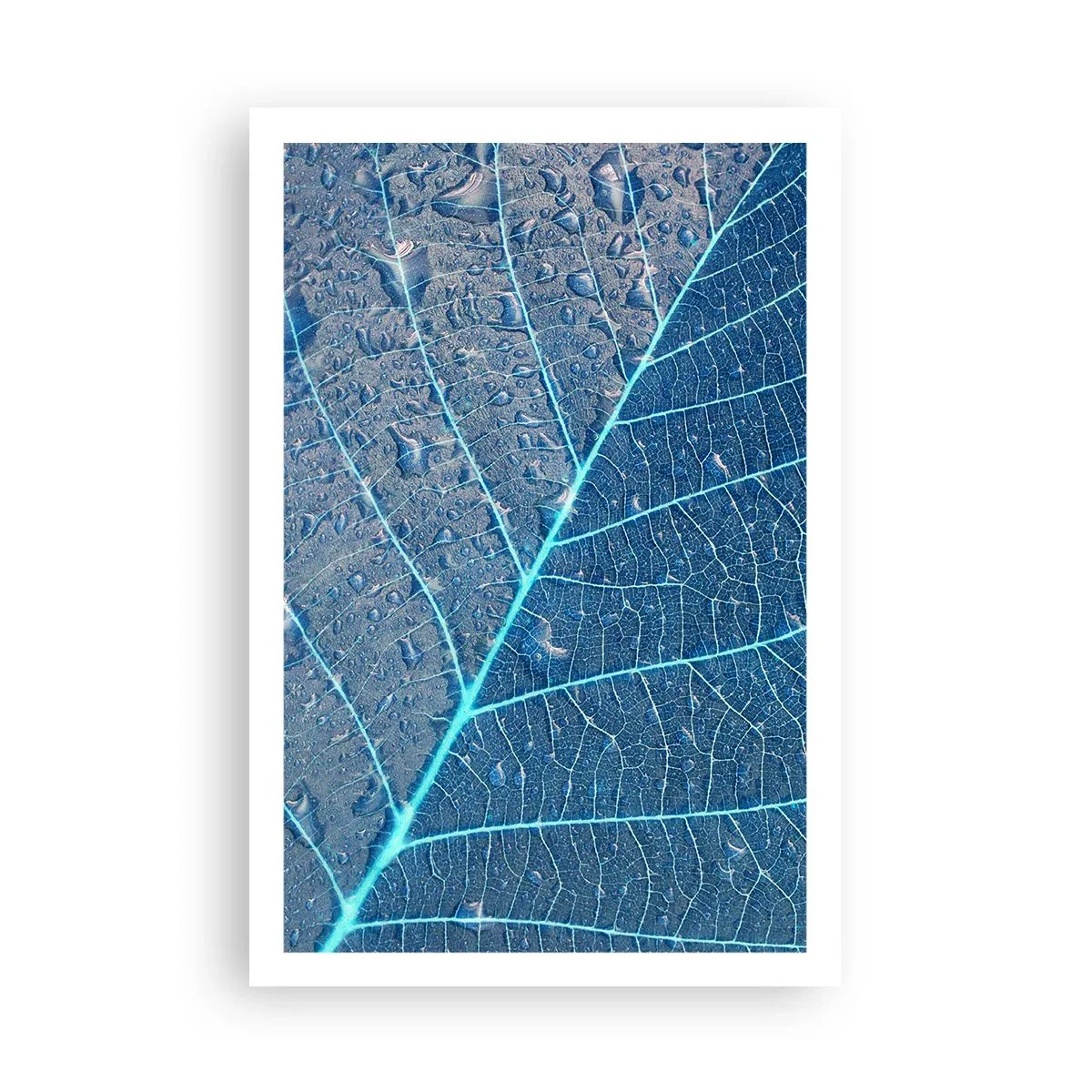 Poszter - Az élet kékben - 61x91 cm