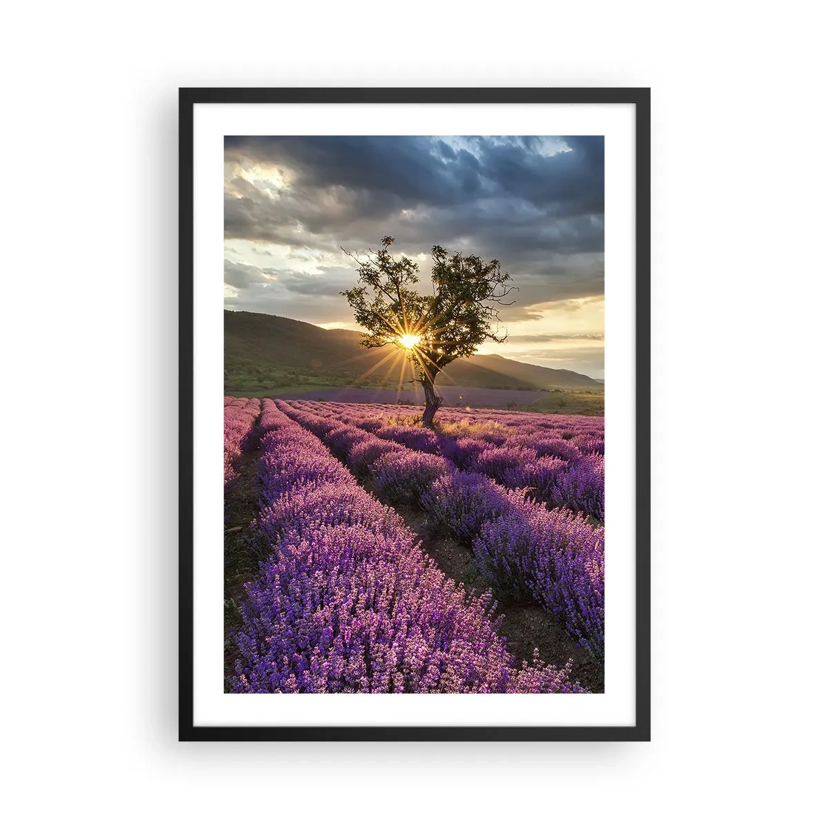Poszter fehér keretben - Levendula mező egy magányos fával és naplementével - 50x70cm - Lila színű illat - Modern fali dekoráció nappalihoz és hálószobához ARTTOR