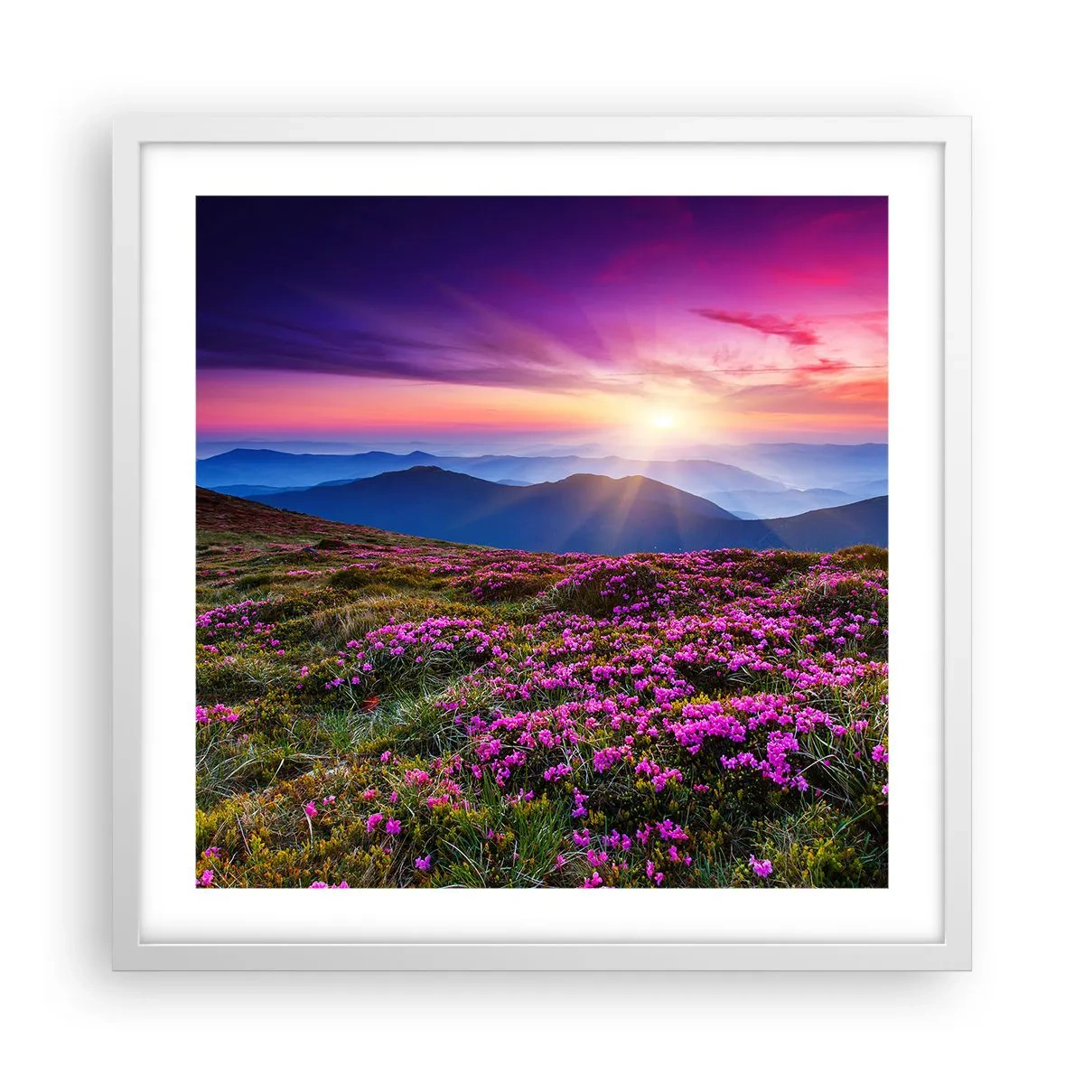 Poszter fekete keretben - A gyógynövények friss fürtjei illatoztak a mezőkről - 50x50 cm