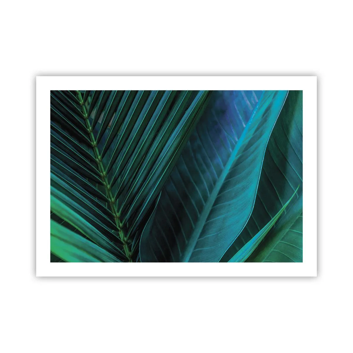 Poszter - A zöld anatómiája - 70x50 cm