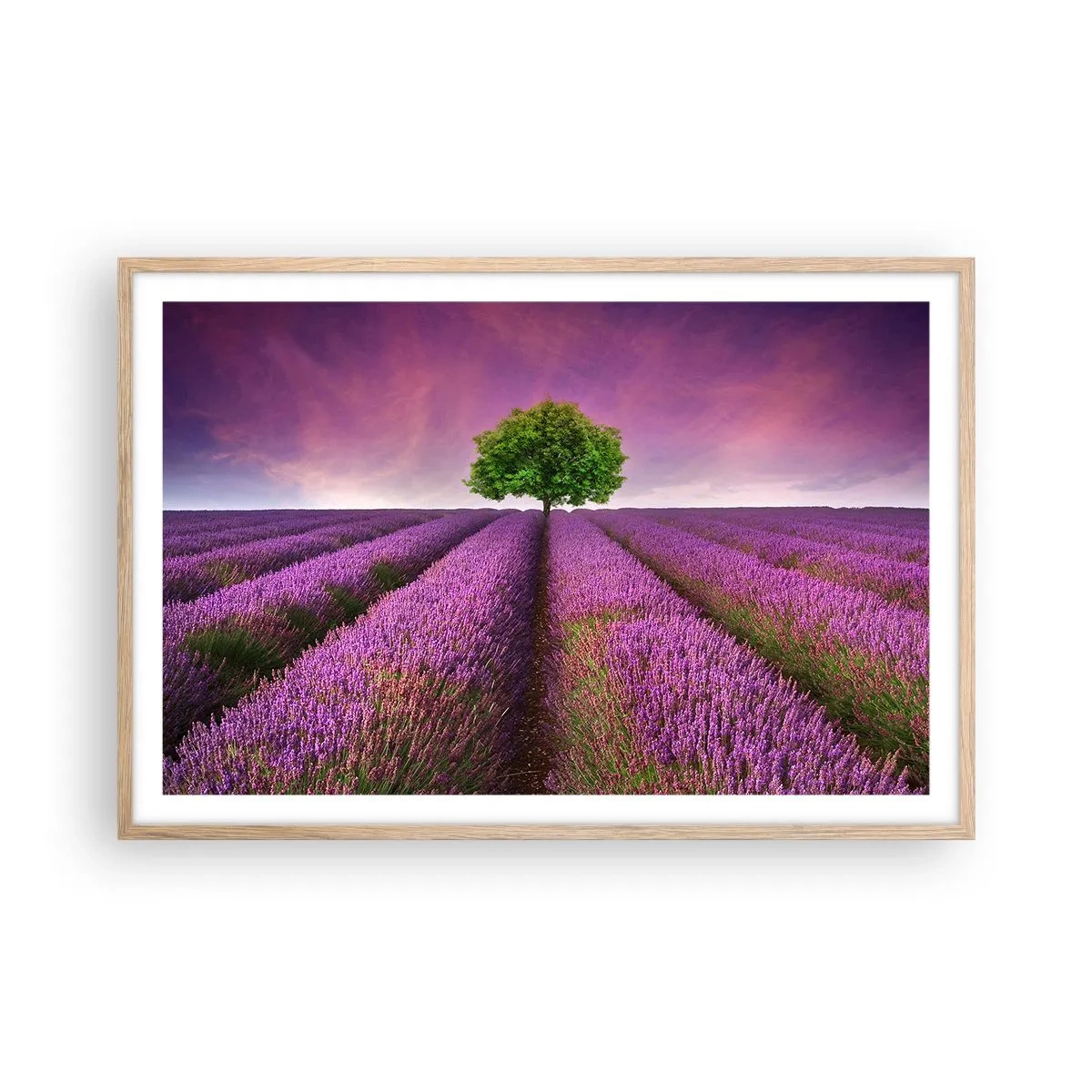 Poszter világos tölgy keretben - Levendulaföldeken - 91x61 cm