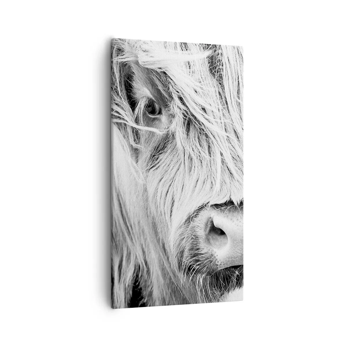 Vászonkép - Skót vadság - 55x100 cm