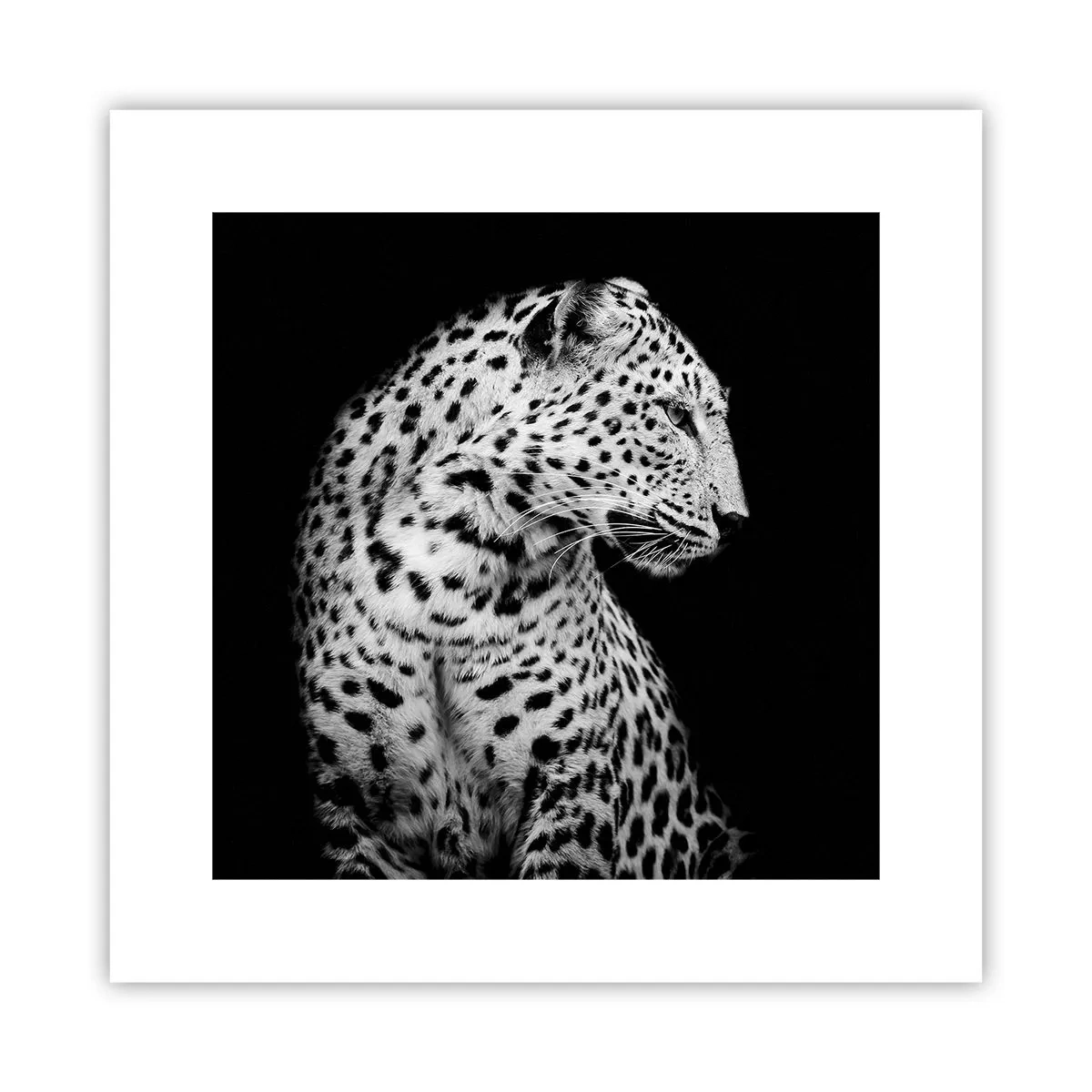 Poszter - Tökéletes jobb  profil! - 30x30 cm