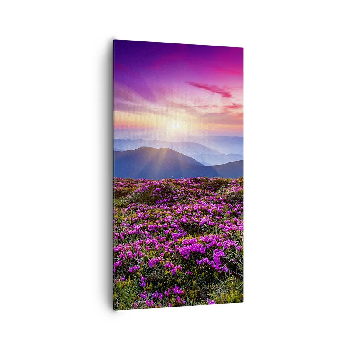 Vászonkép - A gyógynövények friss fürtjei illatoztak a mezőkről - 65x120 cm