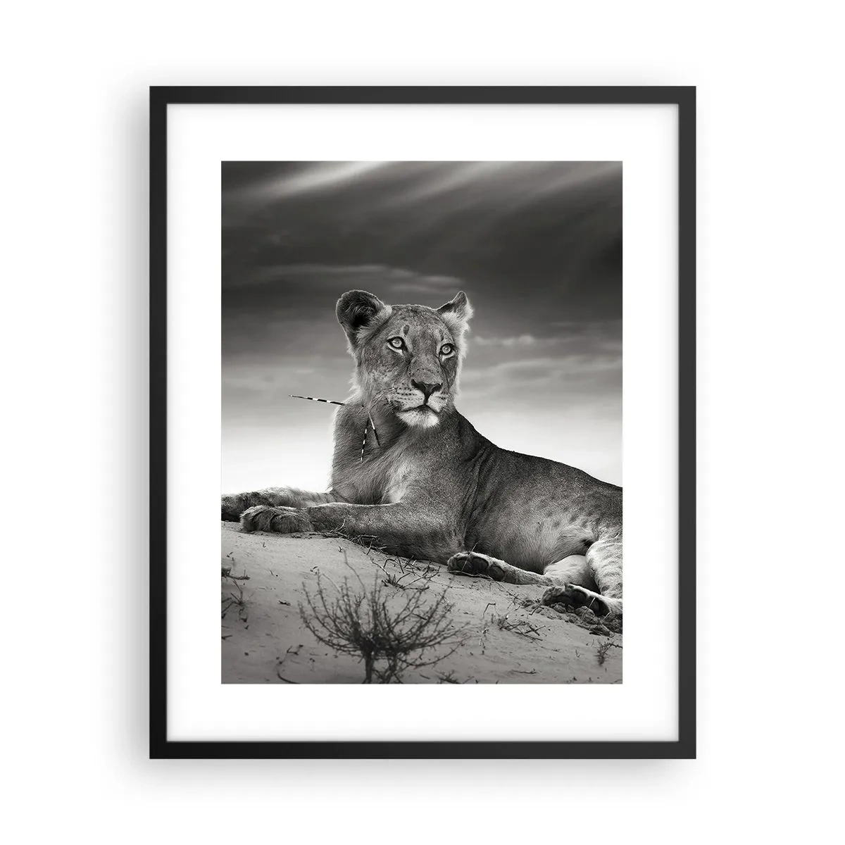 Poszter fehér keretben - A sivatagi királynő pihenése - 40x50 cm