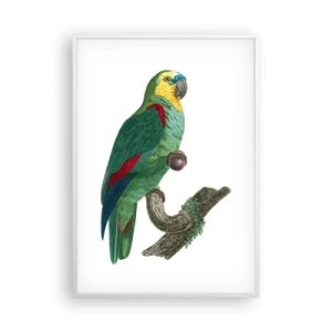 Poszter fekete keretben - Papagáj portré - 70x100 cm