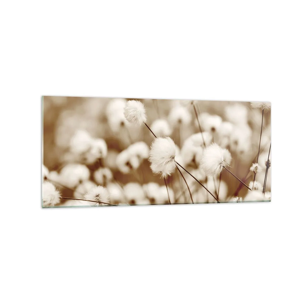 Üveg kép - Bolyhos termés - 120x50 cm