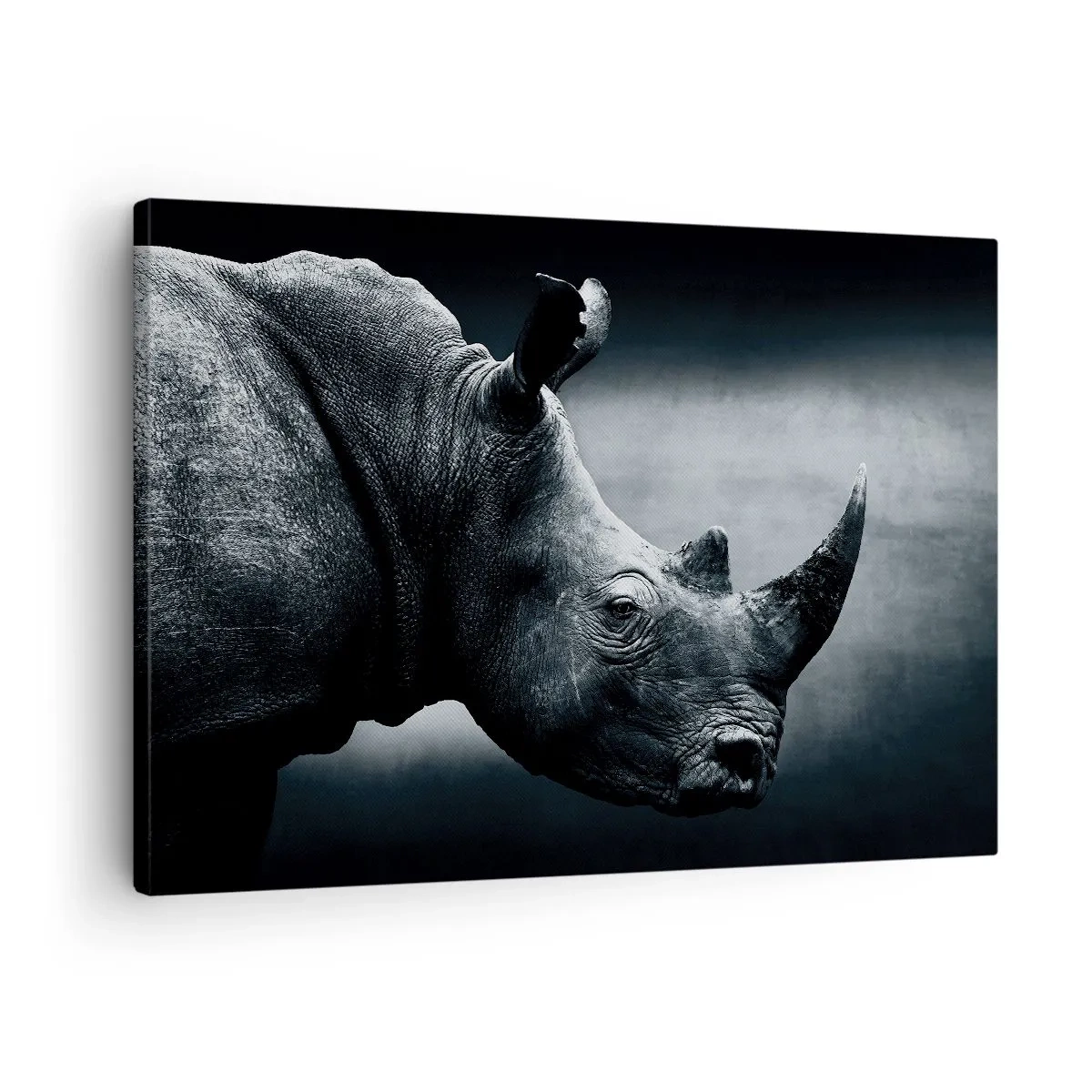 Vászonkép - Fekete-fehér portré egy orrszarvúról sötét háttér előtt - 70x50cm - Jobb profil - Modern fali dekoráció nappalihoz és hálószobához ARTTOR