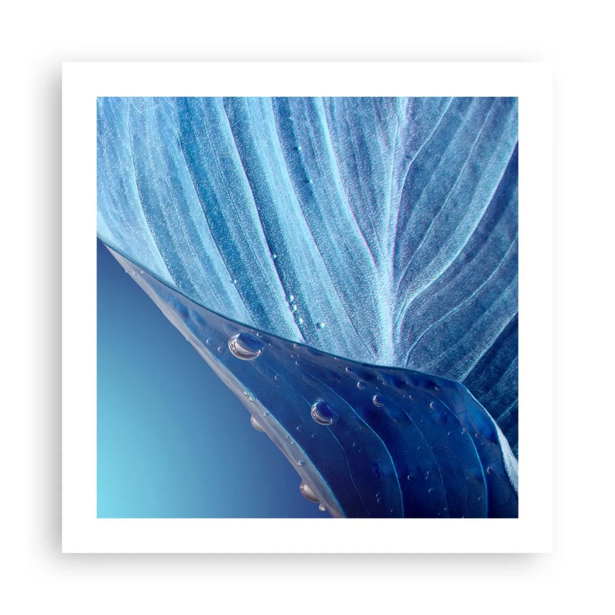 Poszter - A kék rejtett cseppjei - 50x50 cm
