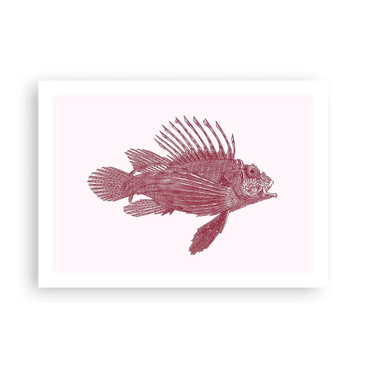 Poszter - Egzotikus vizek lakója - 70x50 cm